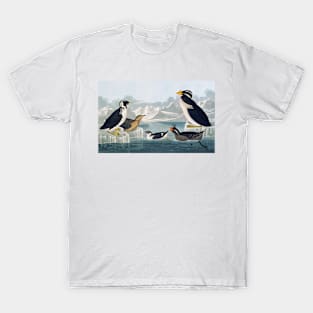 Group of auks and auklets, artwork (C011/2992) T-Shirt